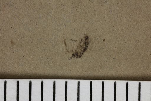 taxon undetermined