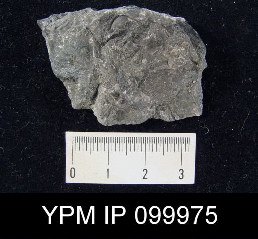 Chonetes novascoticus