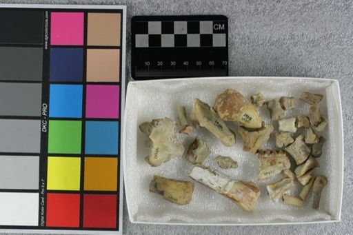 Mesohippus