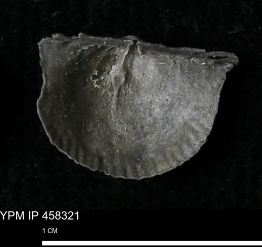 Chonetes mucronatus