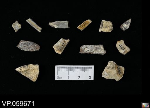 undet. Actinopterygii