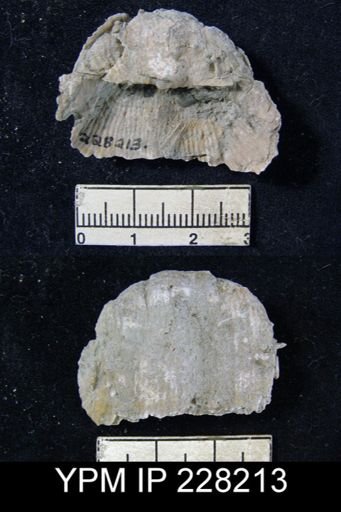 Dictyoclostus portlockianus