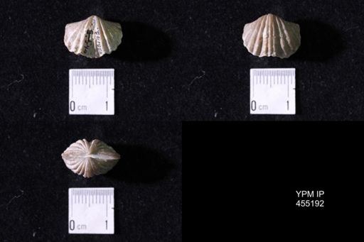Platystrophia sp.