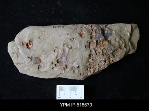 undet. Echinodermata