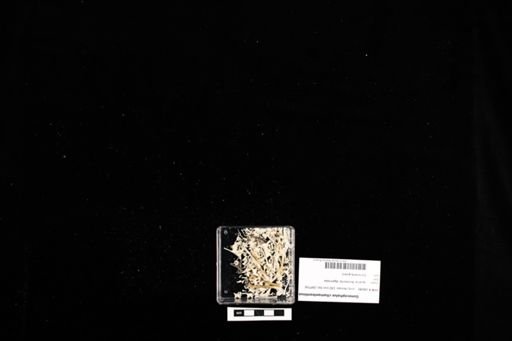 Gonocephalus chamaeleontinus