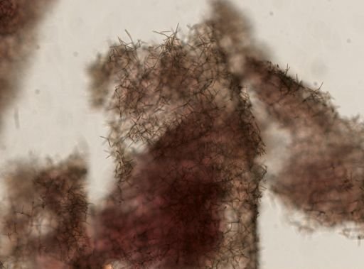 Haliclona sp.