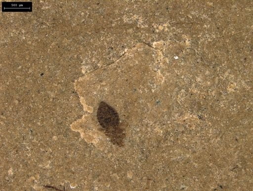 taxon undetermined