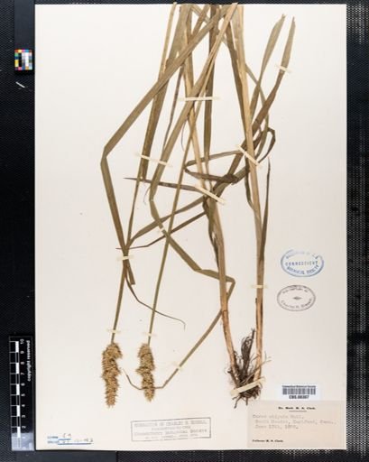Carex stipata