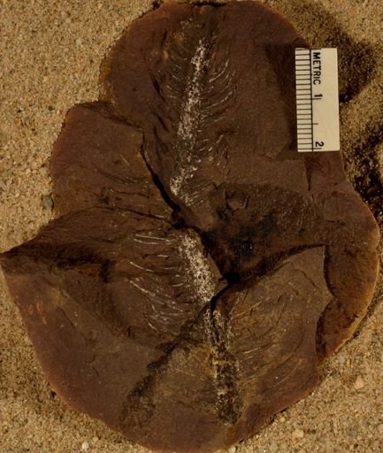 Lepidodendron