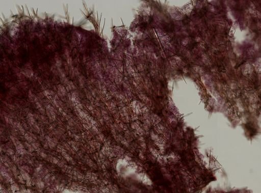 Clathria pennata