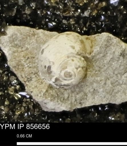 Euspira sp.