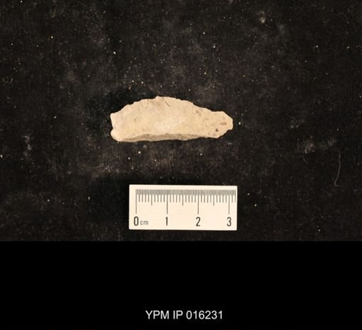 Liomopterum sp.