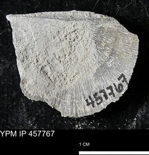 Strophodonta sp.