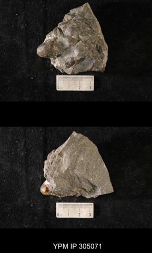Sinuites bilobatus