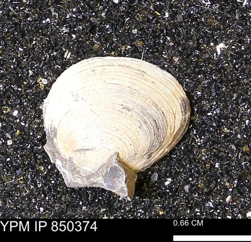 Limopsis striatopunctatus