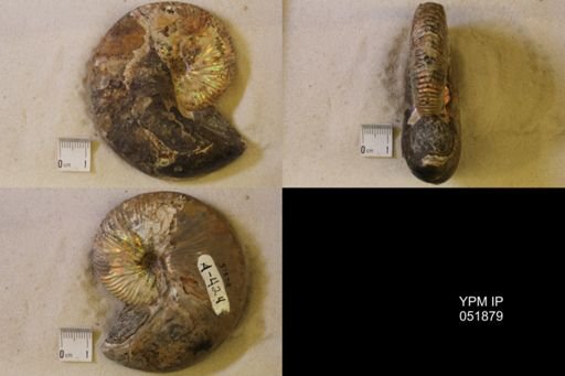 Hoploscaphites nicolletii