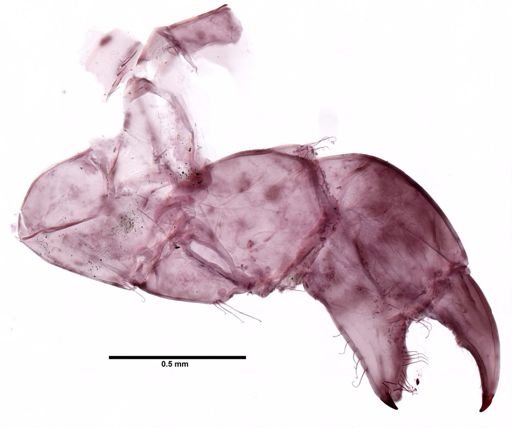Tanaidacea