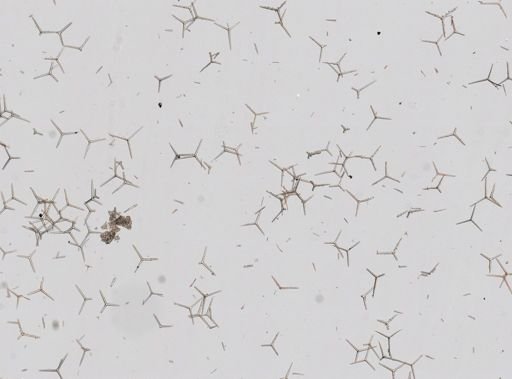 Clathrina coriacea