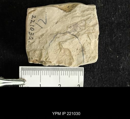 Etoblattina