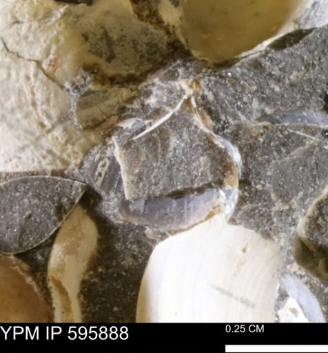 undet. Bivalvia