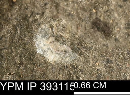 Scaphites sp.