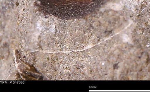 undet. Bivalvia