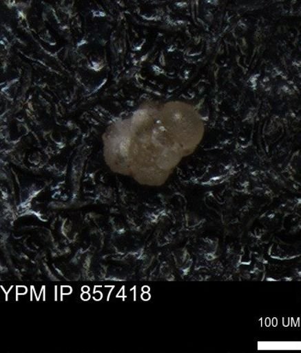 undet. Foraminiferida