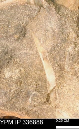 undet. Bivalvia