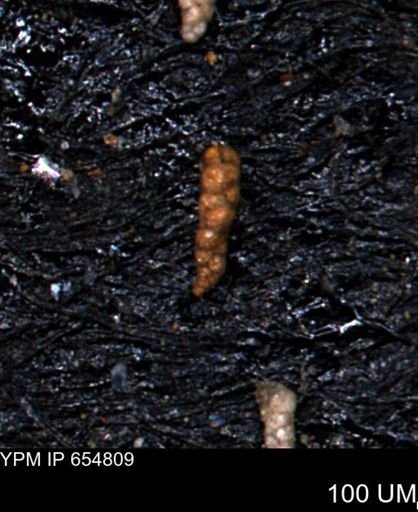 Verneuilinoides kansasensis