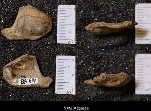 Ostrea glabra?