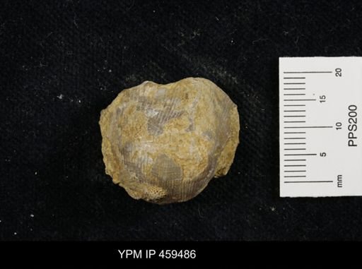 Linoproductus prattenianus