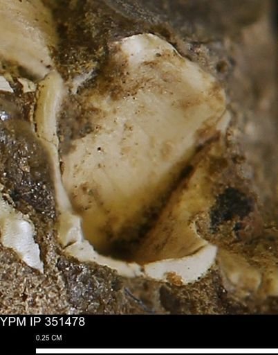 undet. Bivalvia