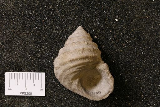 Kitikamispira armata