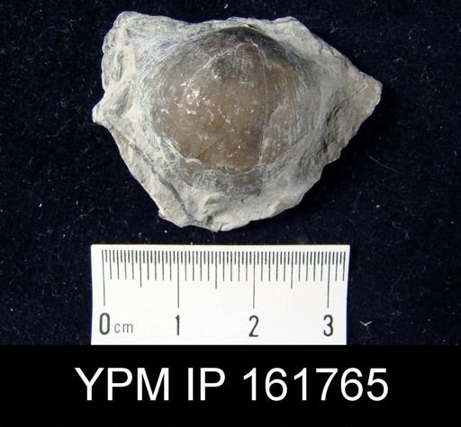 Brachyprion philomela