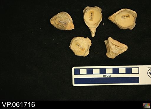 undet. Mosasauridae