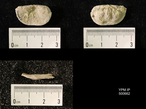 Chonetes granulifer meekanus