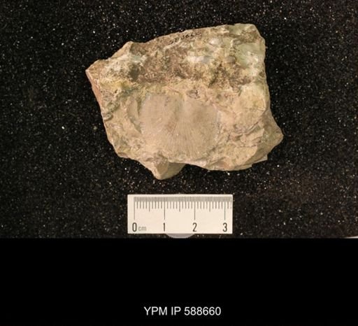 Strophomena plattinensis crassa