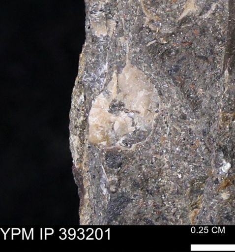 undet. Scaphitidae