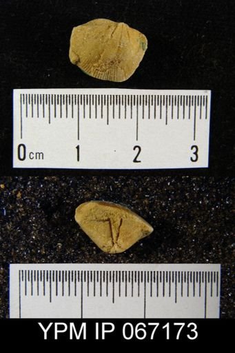 Spirifer whitneyi