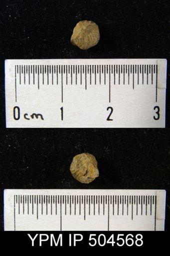 Camarotoechia sp.