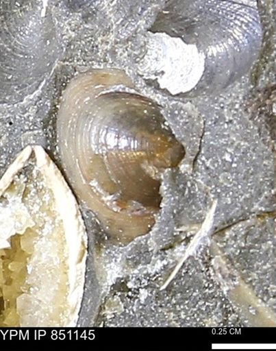 Limopsis striatopunctatus