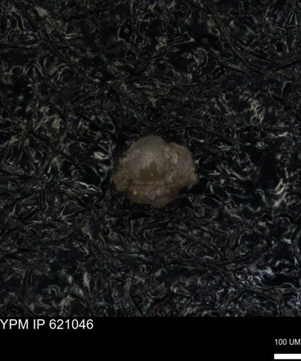 undet. Foraminiferida
