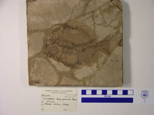 Ephippus longipennis
