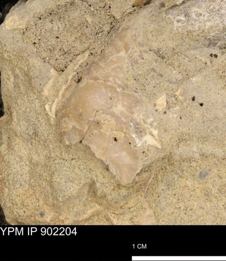 undet. Inoceramidae