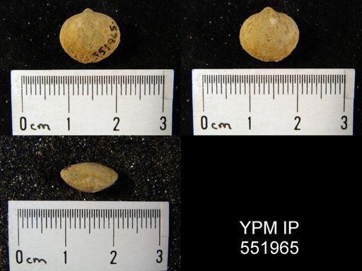undet. Orthida