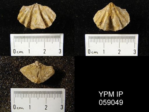 Delthyris perlamellosa