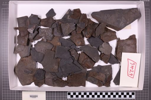 mixed taxa, stratigraphic collection