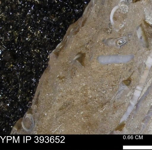 undet. Serpulidae