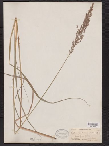 Calamagrostis canadensis