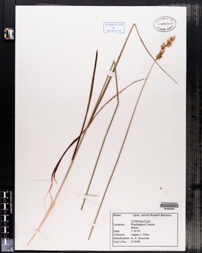 Plantae